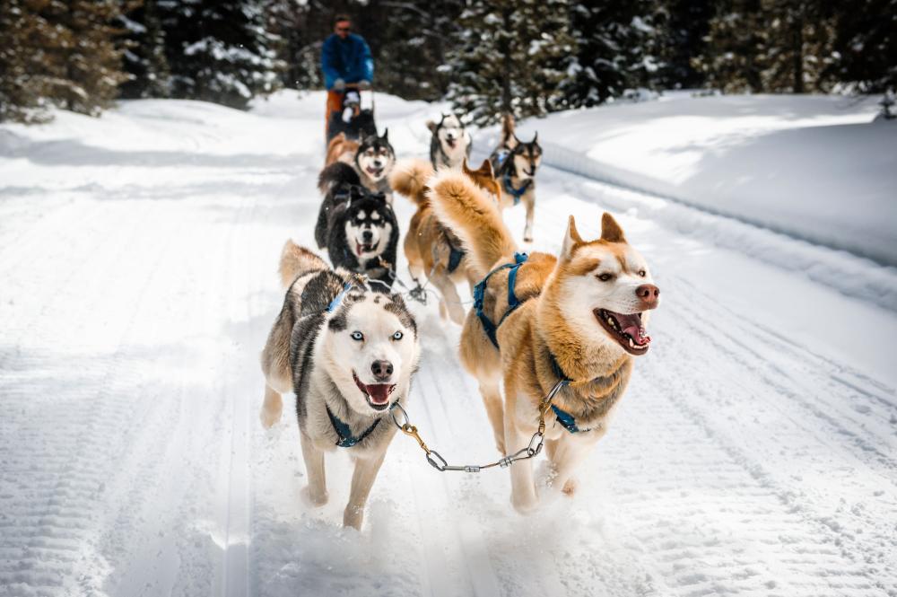 Chien de traineaux